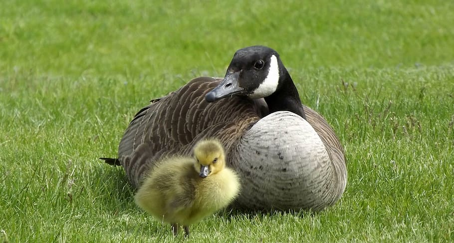 duck with duckling on grass, shell, chick, birds, green, nature HD wallpaper