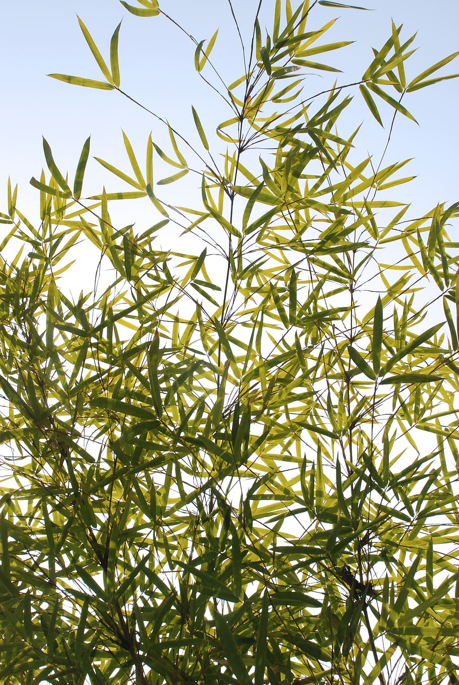 bamboo, sky, green, plant, growth, no people, nature, green color HD wallpaper