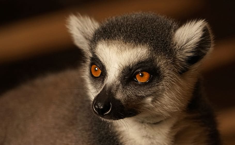 ring tailed lemur, monkey, cute, face, catta, prosimians, one animal