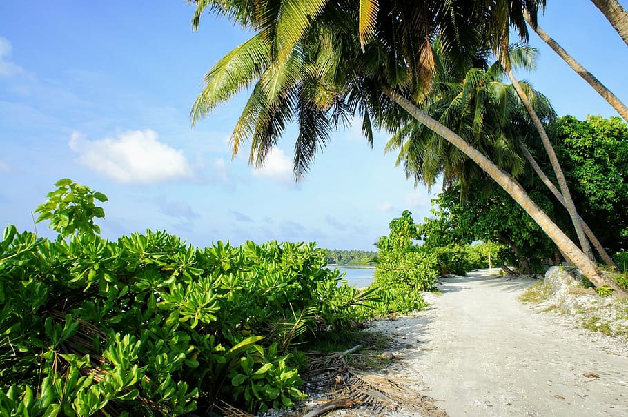 green palm tree with bushes near seashore, paradise, beach HD wallpaper
