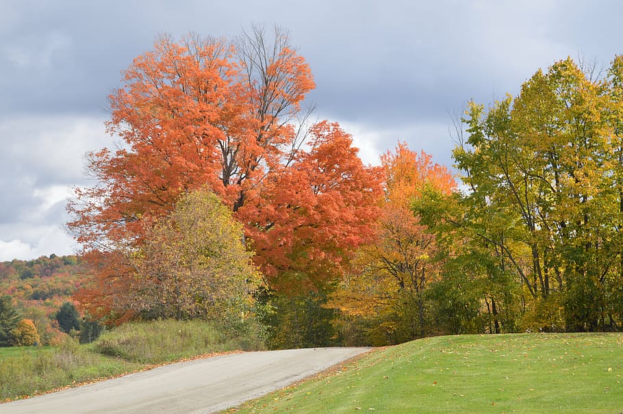 gray asphalt road between trees, fall, foliage, back road, autumn HD wallpaper
