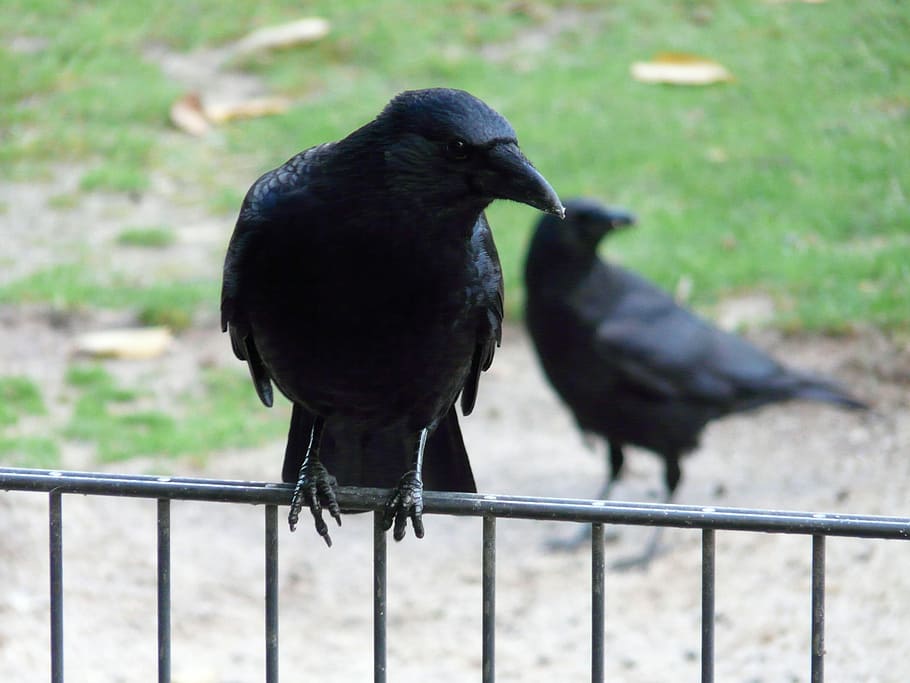 shallow focus photography of black crow on gray steel railings during daytime