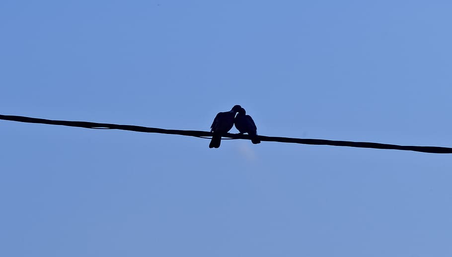 bird, pigeon, love, sky, animal wildlife, blue, vertebrate HD wallpaper