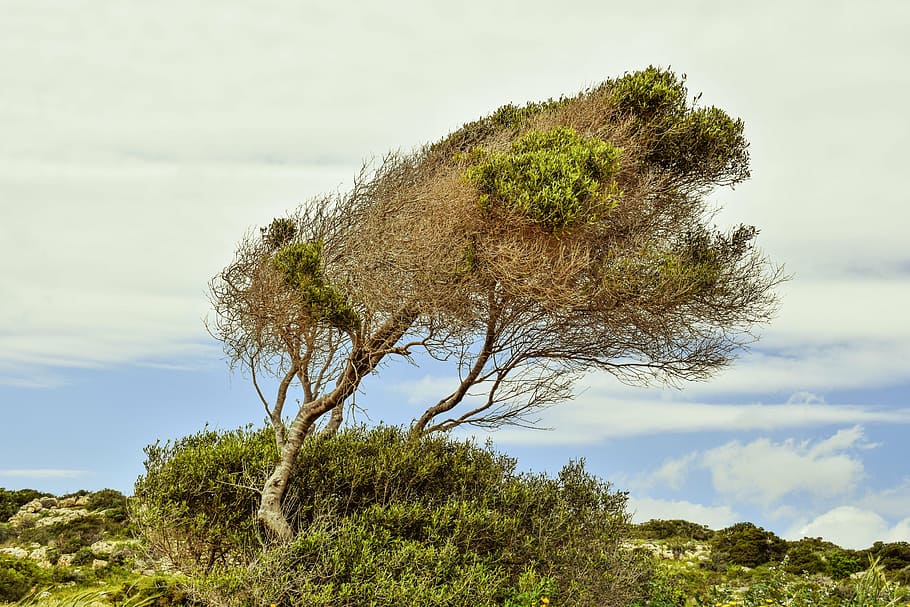 tree, sky, clouds, landscape, nature, spring, scenery, cavo greko HD wallpaper