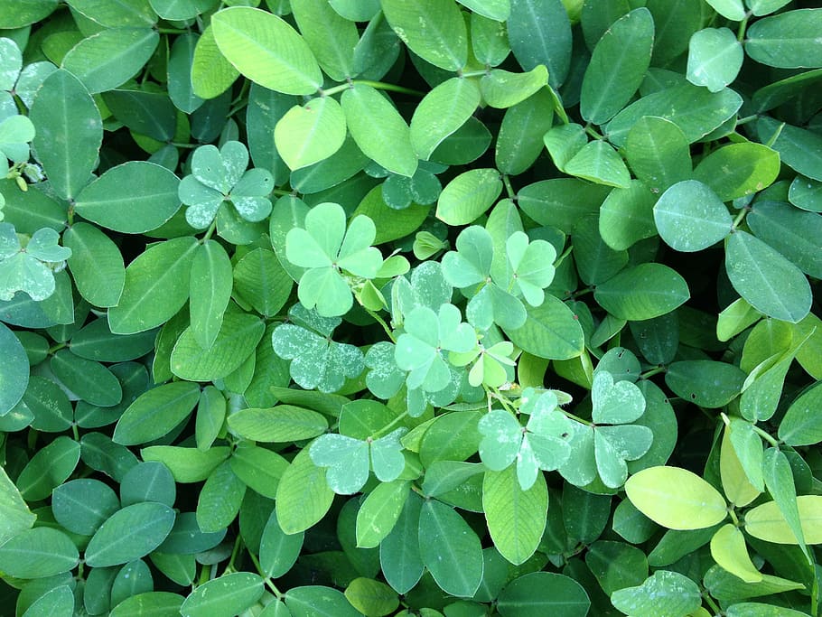 leaves, background, luck, clover, green, green color, full frame HD wallpaper