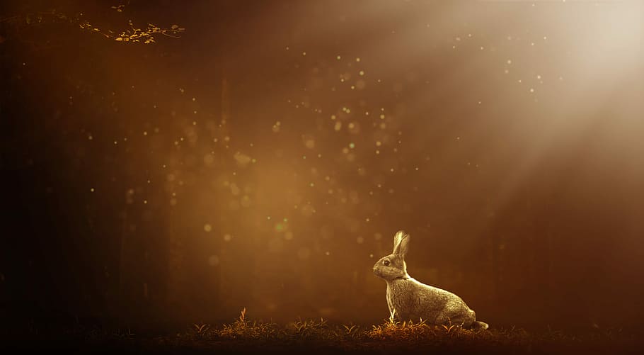 rabbit on grass field wallpaper, hare, forest, nature, animal HD wallpaper
