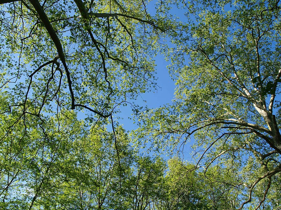 Nature, Tree, Branches, sky, trees, leaves, beauty in nature HD wallpaper