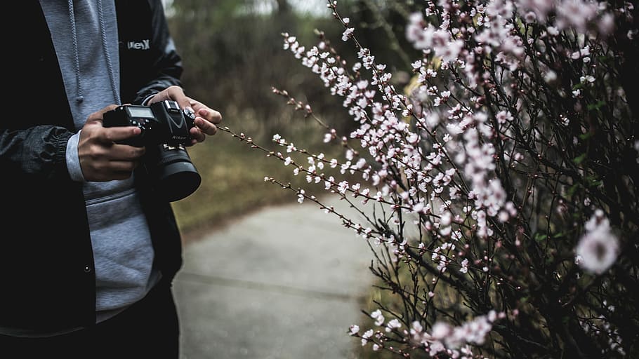 person holding black camera beside white flowers, man taking photo of pink flowers HD wallpaper