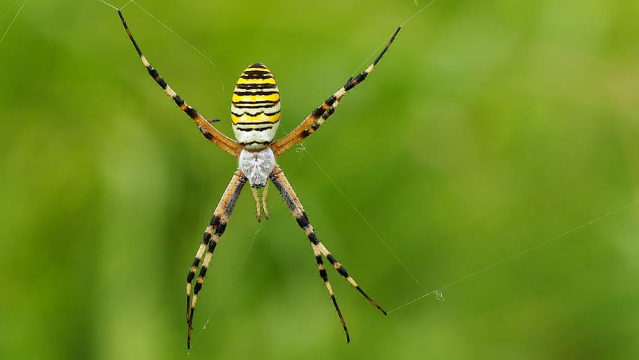 nature, spider, macro, grass, green, invertebrate, animal wildlife HD wallpaper