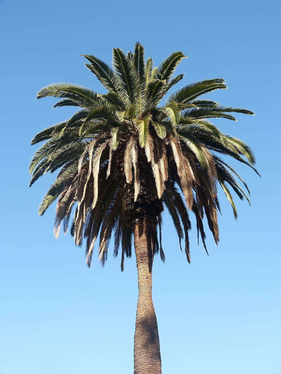 palm tree, blue sky, palm tree isolated, california, tropical climate HD wallpaper