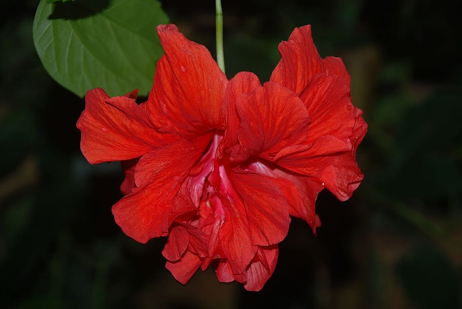 hibiscus, flower, red, bloom, tropical, exotic, bright, floral HD wallpaper