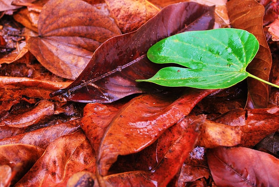 fresh, green, leaf, nature, green leaf, dry leaf, plant part HD wallpaper