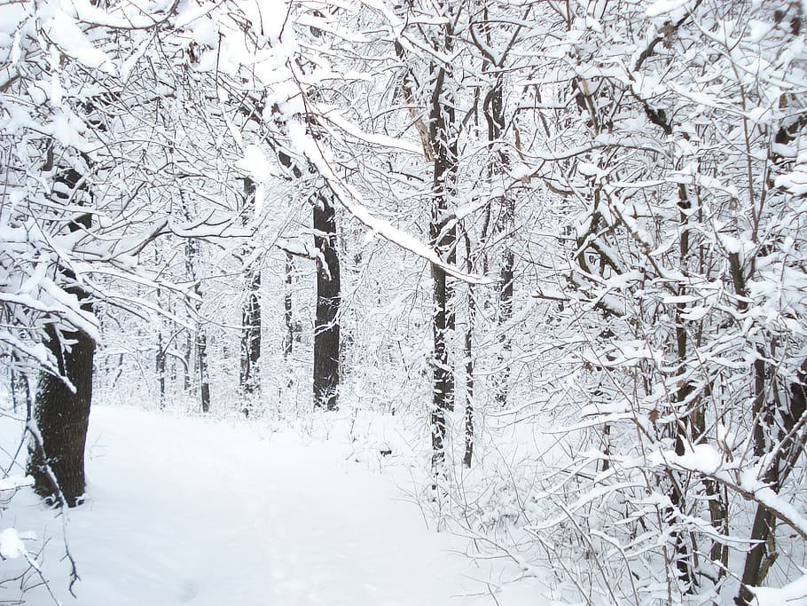 winter, snow, forest, trees, cold temperature, plant, tranquility HD wallpaper