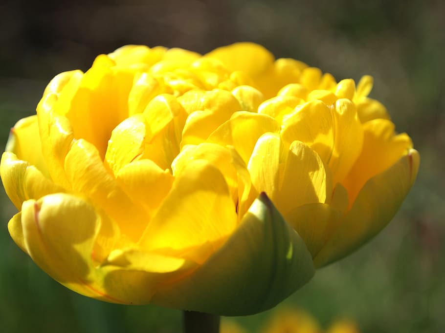tulip, garden, spring, nature, flowers, red, plant, colorful HD wallpaper