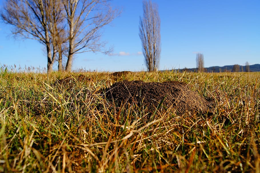 Molehill, Nature, Earth, Grass, trees, meadow, landscape, agriculture HD wallpaper