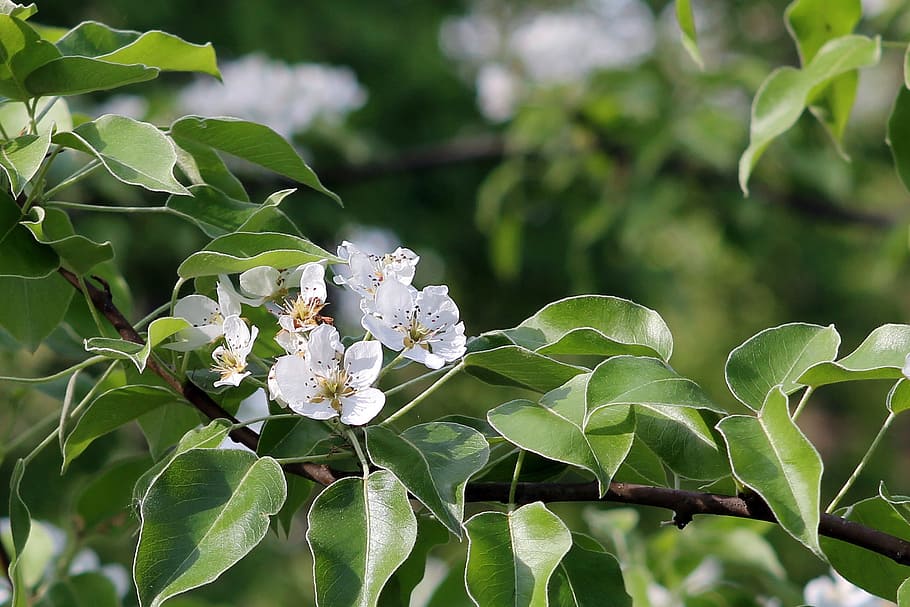nature, plant, sheet, tree, flower, flowering tree, spring HD wallpaper