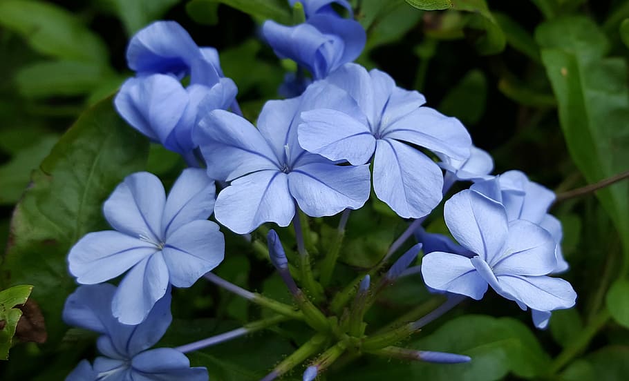 Plumbago, Blue, blue plumbago, blue-plumbago, flowers, blue flowers, HD wallpaper