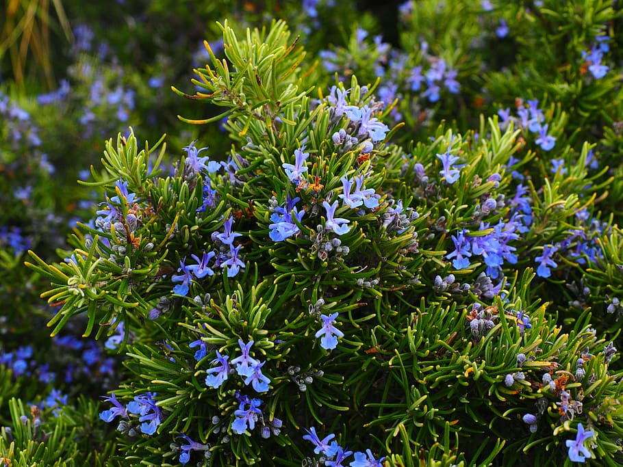 green leafed plant in shallow focus photography, rosemary, flowers, HD wallpaper