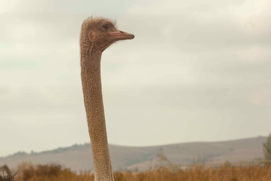 photo of ostrich's head facing left side with mountain in the background HD wallpaper