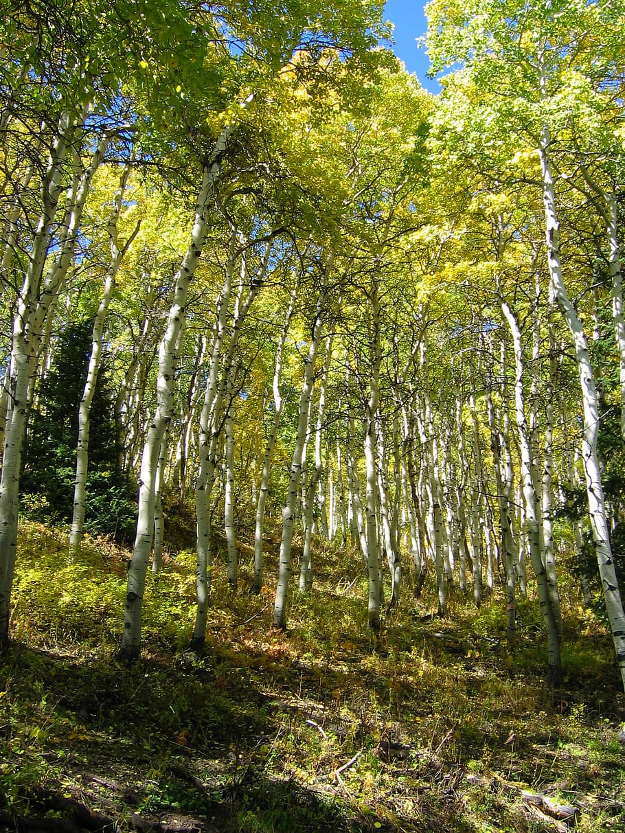 trees, forest, autumn, fall, blue sky, nature, aspen, changing leaves HD wallpaper