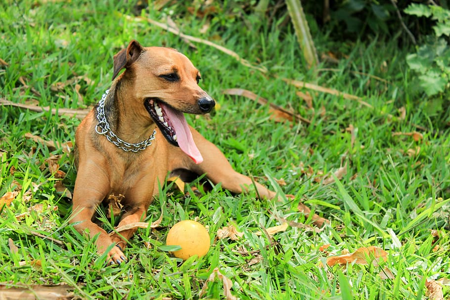 dog, pet, game, canine, one animal, pets, domestic, animal themes HD wallpaper