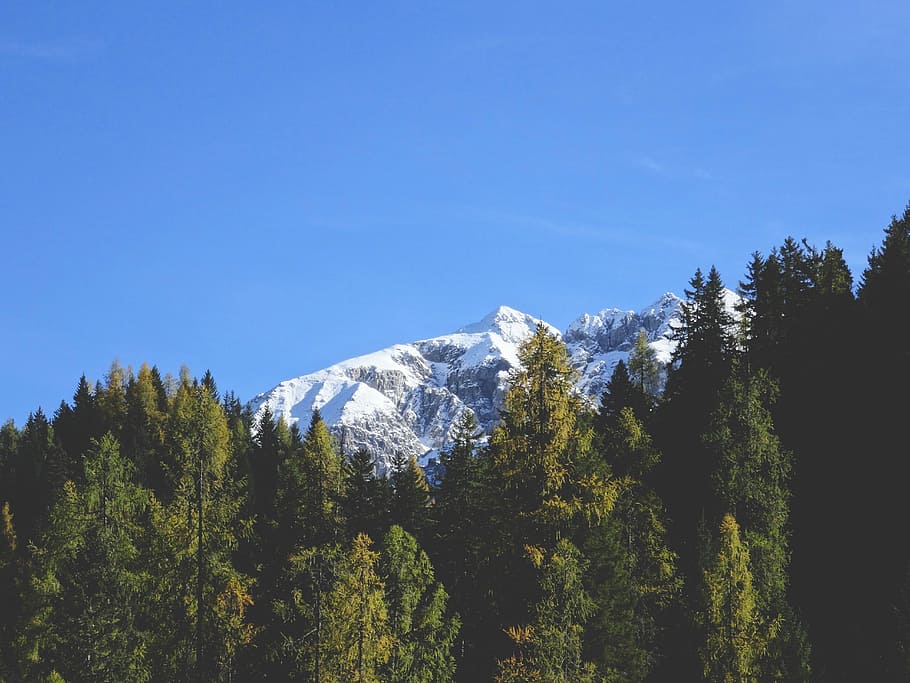 tree lines in front of mountain alps, nature, scenics, landscape HD wallpaper