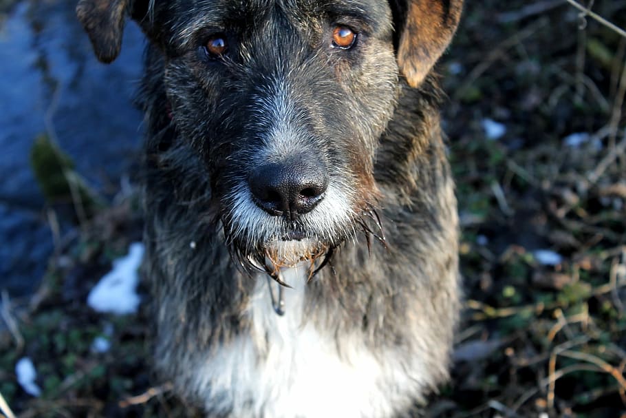 Dog, Good, Cold, Hybrid, Faithful, Look, faithful look, floppy ear HD wallpaper