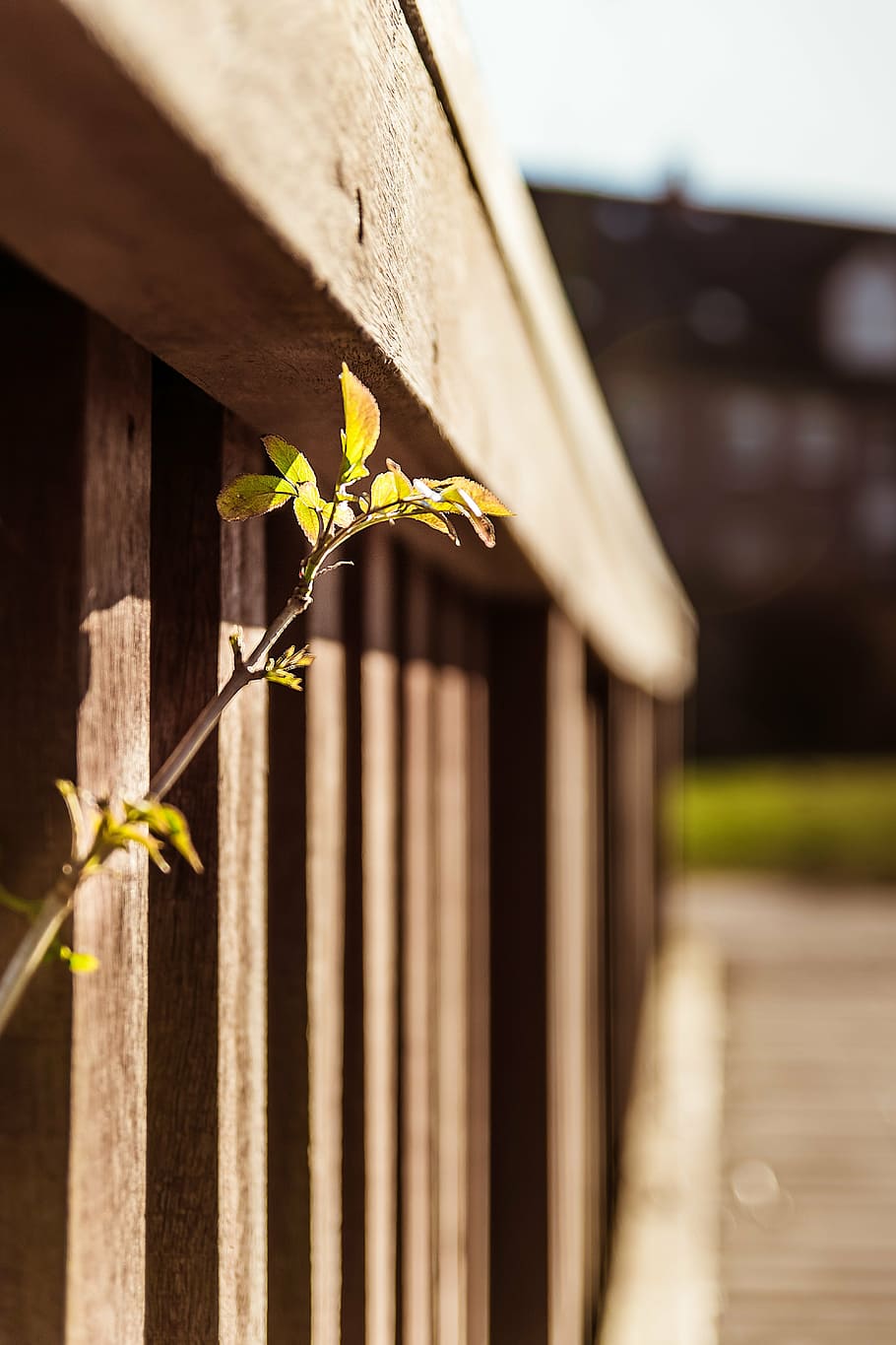 scion, railing, grow, spring, progress, breakthrough, skills HD wallpaper