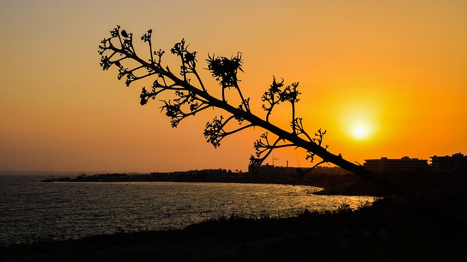 tree, sun, sunset, nature, orange, shadows, evening, afternoon HD wallpaper