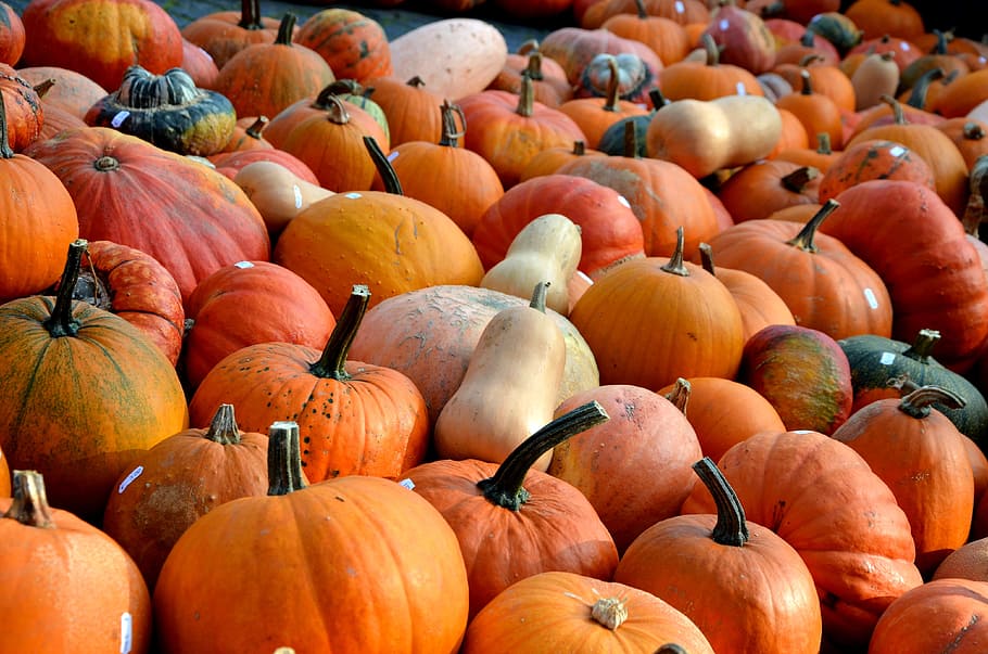 pile of pumpkins, Fruit, Vegetables, autumn, color, seasonal HD wallpaper