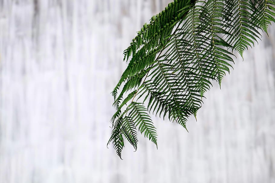 green fern plant closeup photography, green leaf in front of white background HD wallpaper