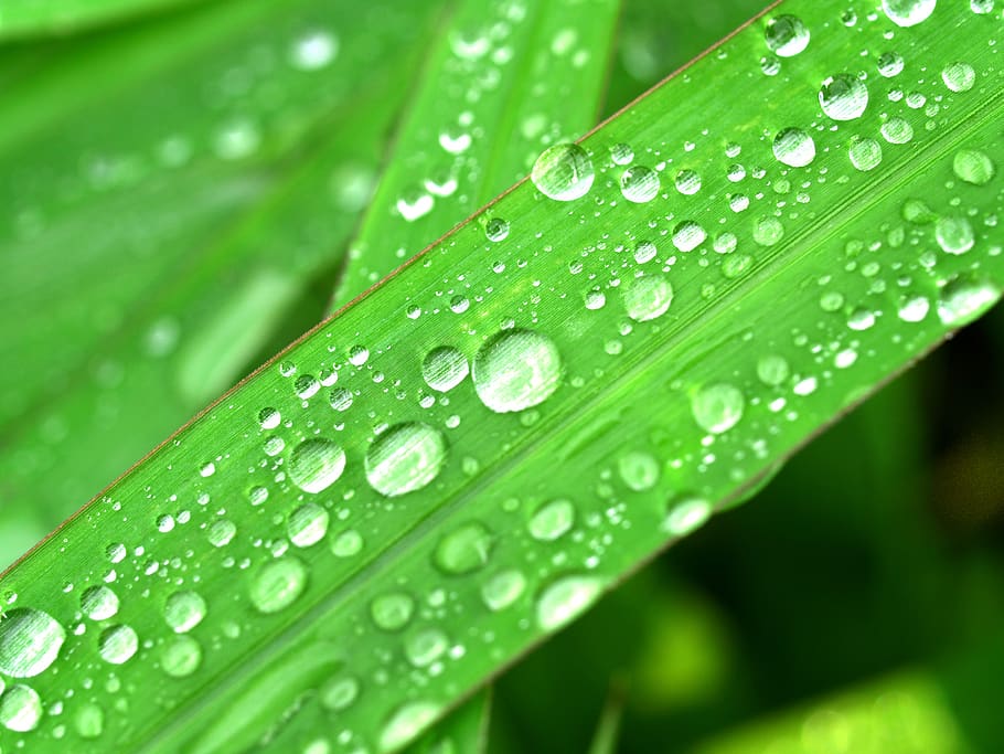 water, drops, leaf, grass, green, dew, rain, closeup, life HD wallpaper