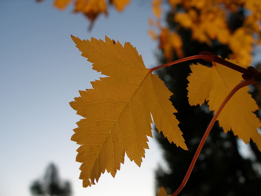 Maple, Autumn, Fall, Leaves, Plant, natural, botanical, organic HD wallpaper