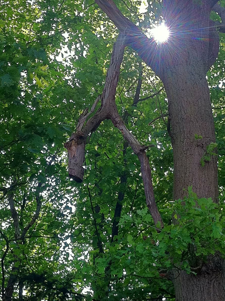 forest, tree, nature, sun, plant, trunk, tree trunk, low angle view HD wallpaper