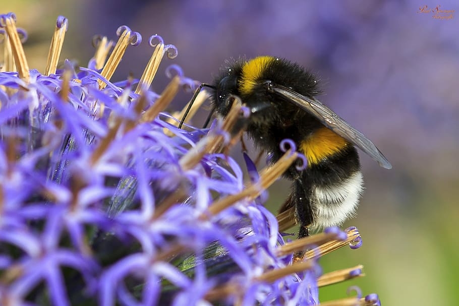 macro, bug, bee, close up, insects, animal themes, animal wildlife HD wallpaper