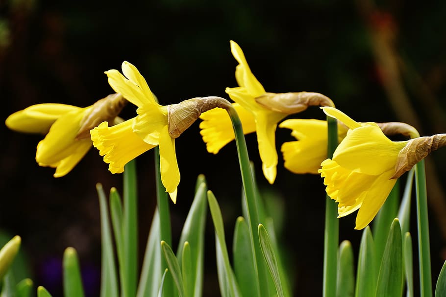 yellow flowers during daytime, osterglocken, daffodils, spring, HD wallpaper