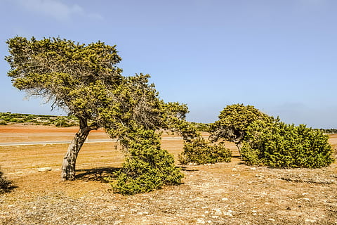 Juniperus Phoenicea, Juniper, Tree, field, landscape, mediterranean HD wallpaper