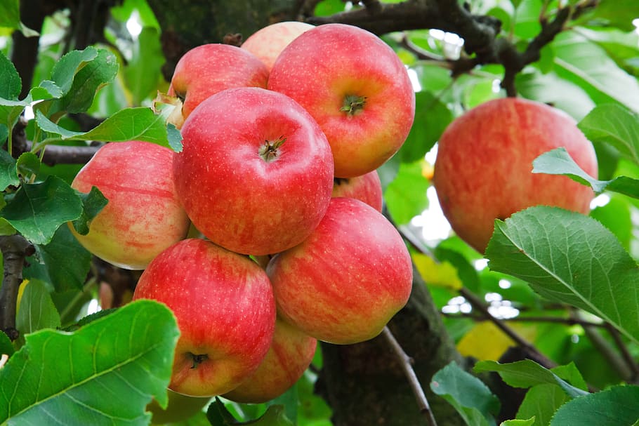 bundle of apples, Branch, Bunch, Crop, Food, autumn, fresh, fruit, HD wallpaper