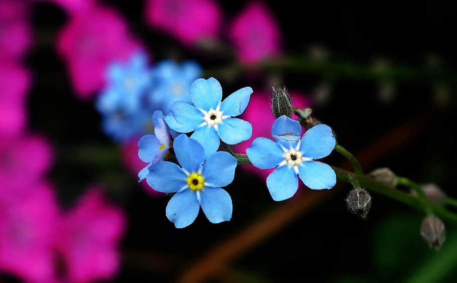 flower, forget, blue, spring, nature, flowering plant, freshness HD wallpaper