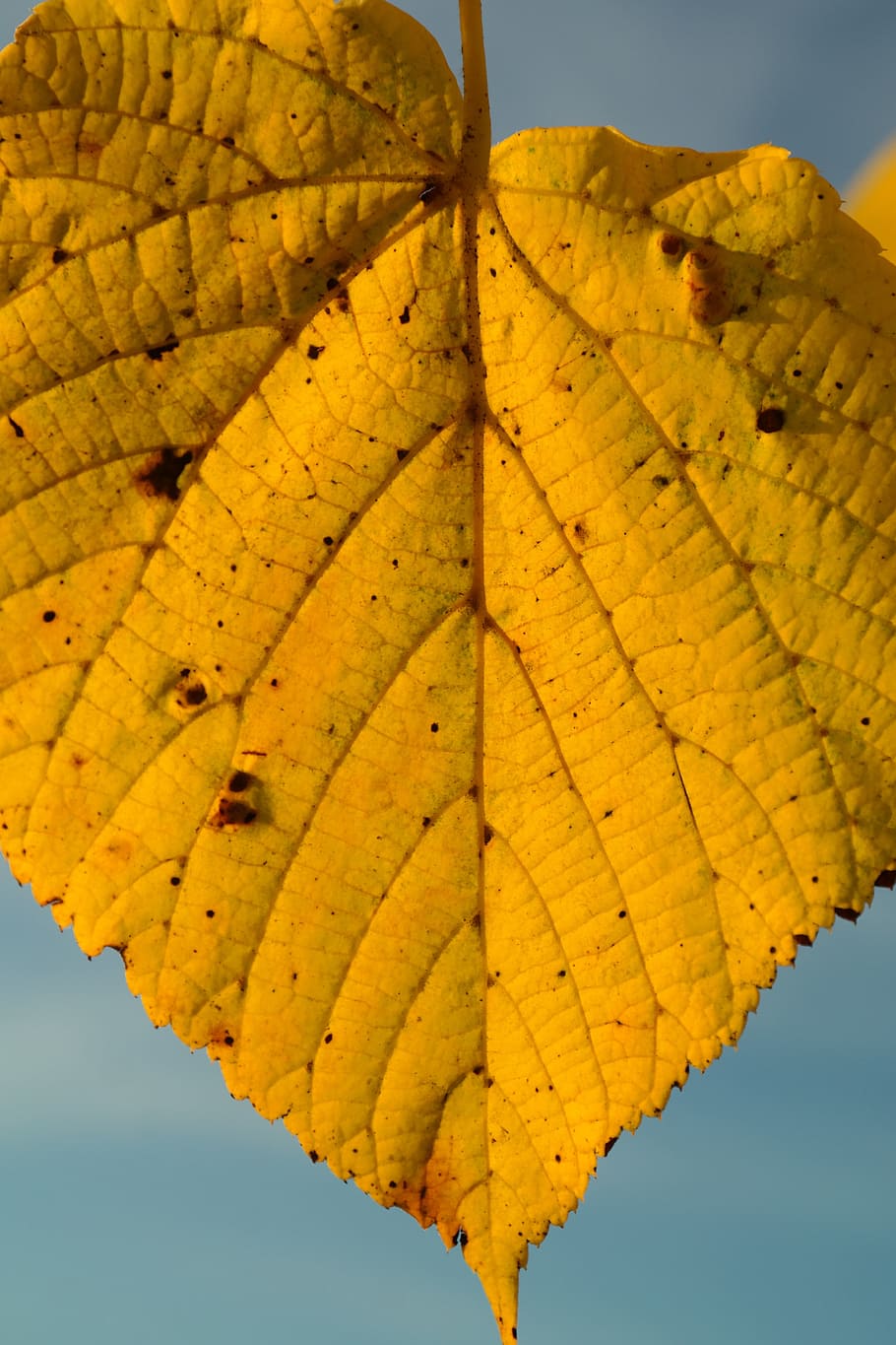 Lime, Leaf, Yellow, Coloring, lime leaf, autumn, leaf coloring HD wallpaper