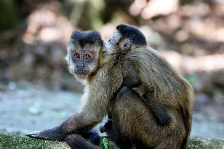 Monkey, Nails, Feeding, Primate, Animal, monkey nails, wild HD wallpaper