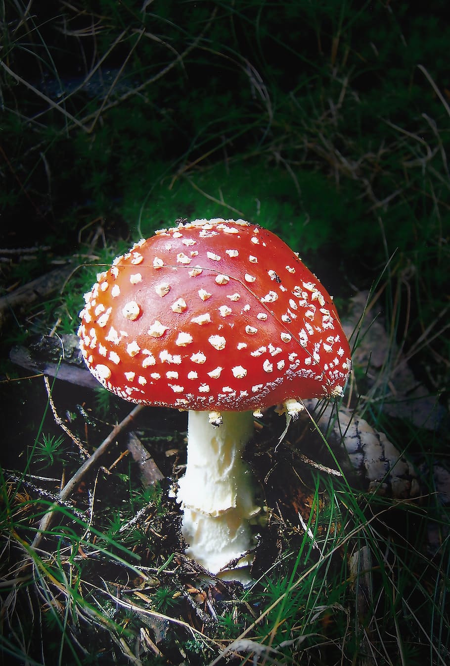 nature, mushroom, forest, autumn, toxic, screen fungus, lamellar, HD wallpaper