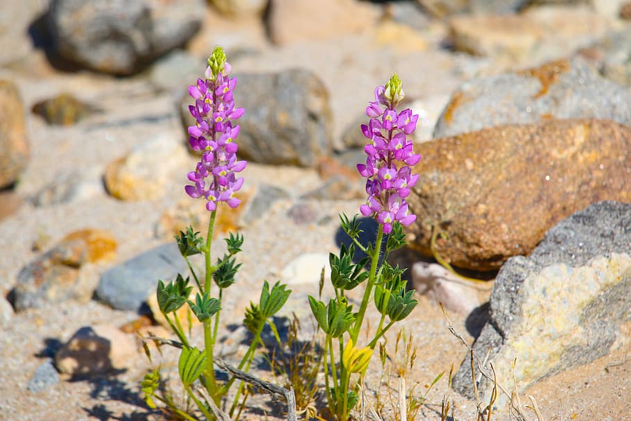 desert, flowers, rocks, flowering plant, rock - object, solid HD wallpaper