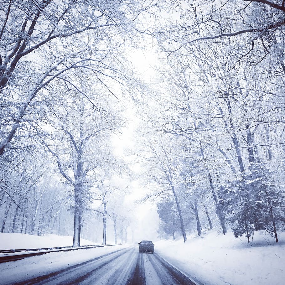 Winter, Drive, Tree Canopy, snow, cold temperature, road, nature HD wallpaper