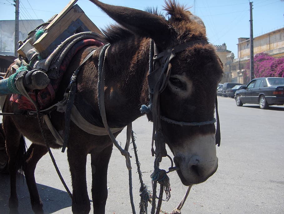 morocco, donkey, city, domestic, domestic animals, mammal, pets HD wallpaper