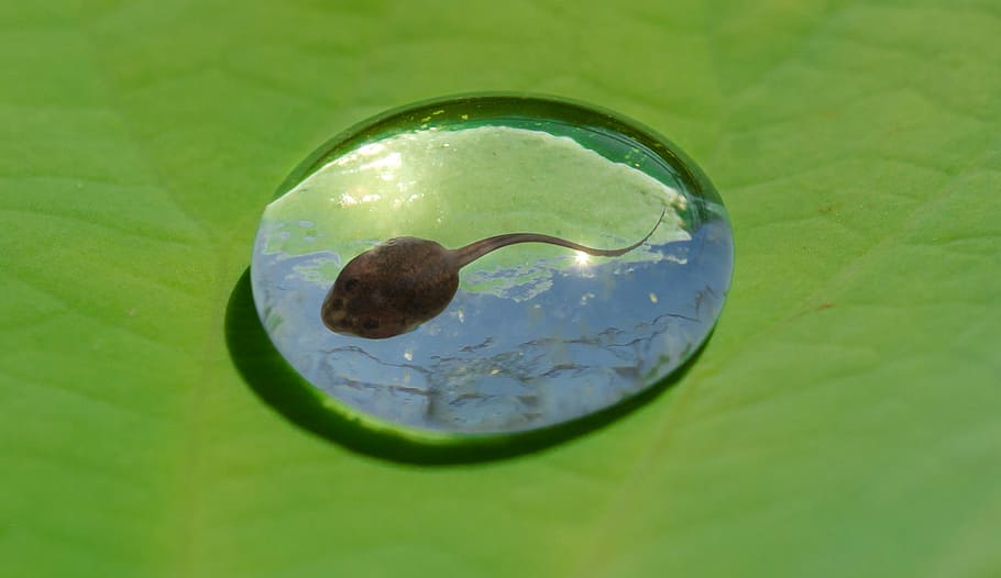 brown toad on water drop, tadpole, leaf, frog, wet, smooth, nature