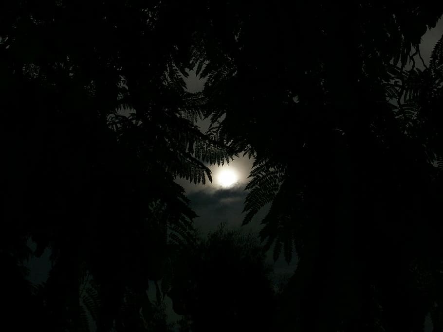 sun, light, white, dawn, cloudy, clouds, tree, plant, silhouette HD wallpaper