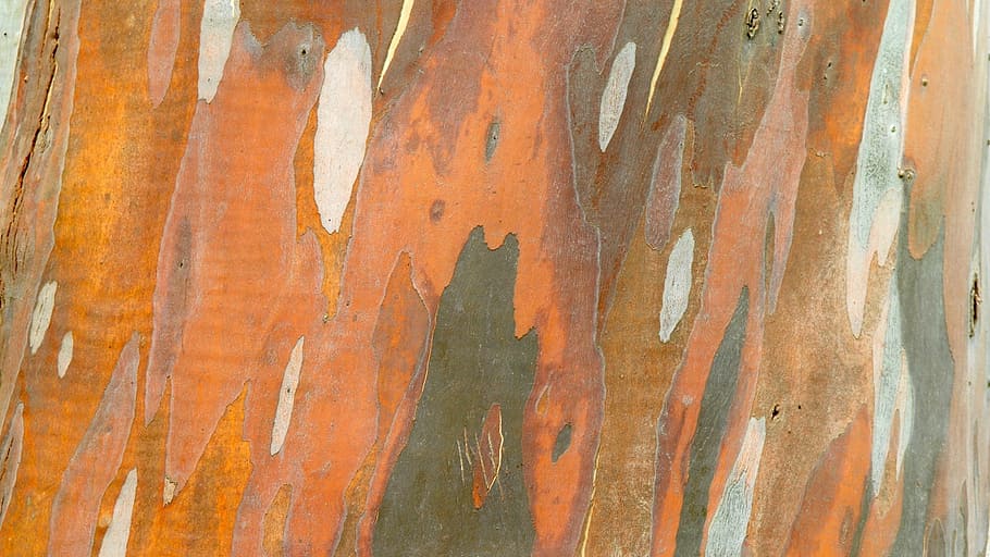 structure, tree bark, texture, backgrounds, pattern, old, abstract HD wallpaper