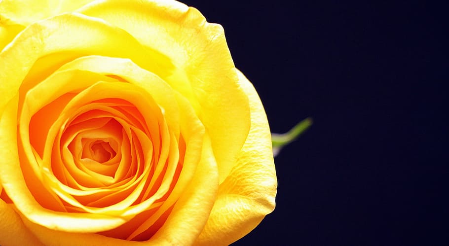 shallow focus photography of yellow rose, rose bloom, flower, HD wallpaper