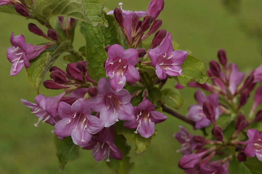 Bush, Blossom, Bloom, Plant, pink flowers, close, nature, pink Color HD wallpaper